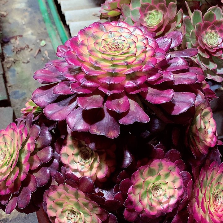 月蝉捧花2，多肉植物