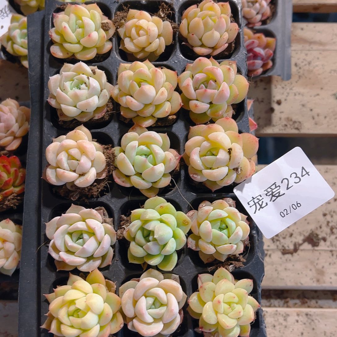 直播福利一物一拍234