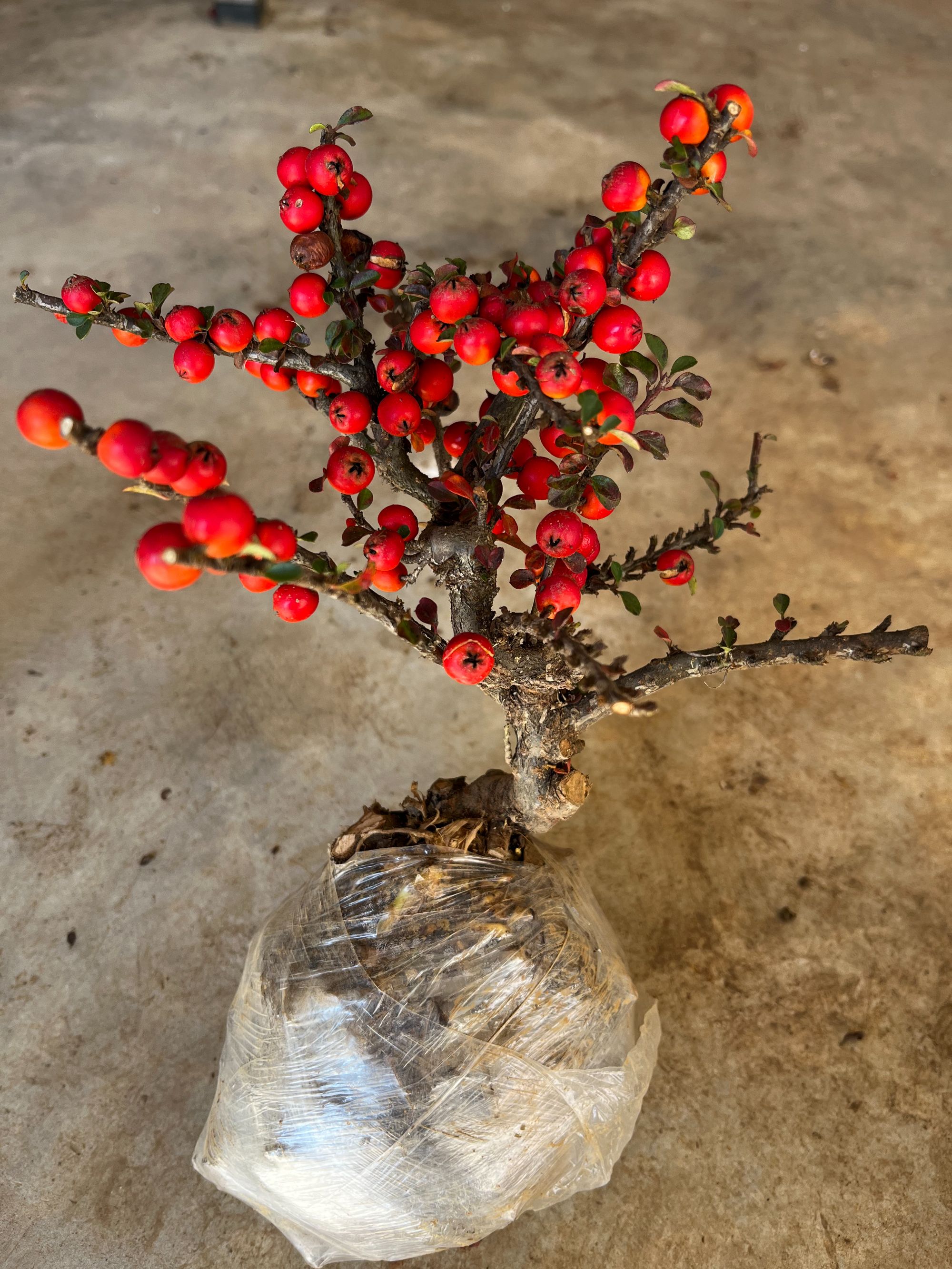 （荀子生桩）红花西施大果荀子（直播间一物一拍）