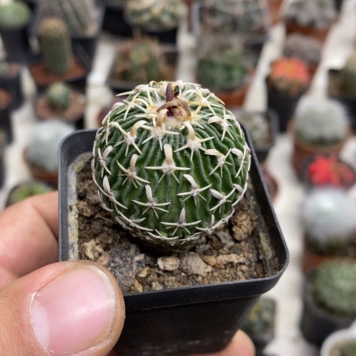 实生太刀岚特价福利
