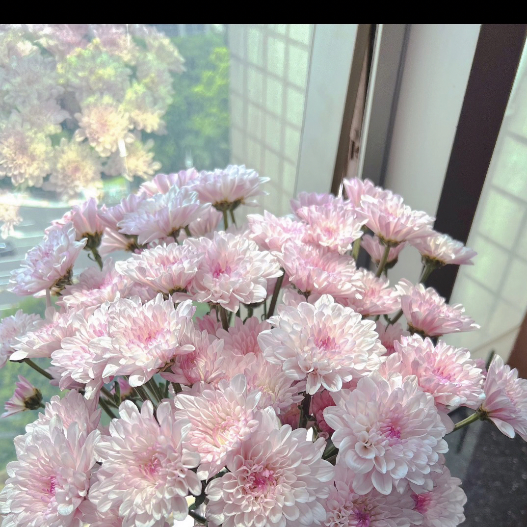 草莓冰淇淋小雏菊 10只装 任意两单顺丰冷链包邮，拒收不售后 