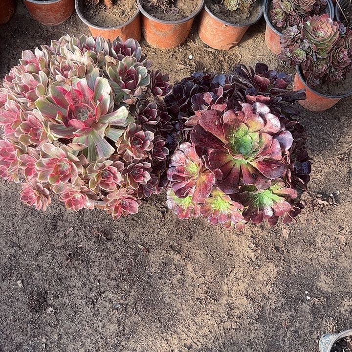 371多肉植物组合，