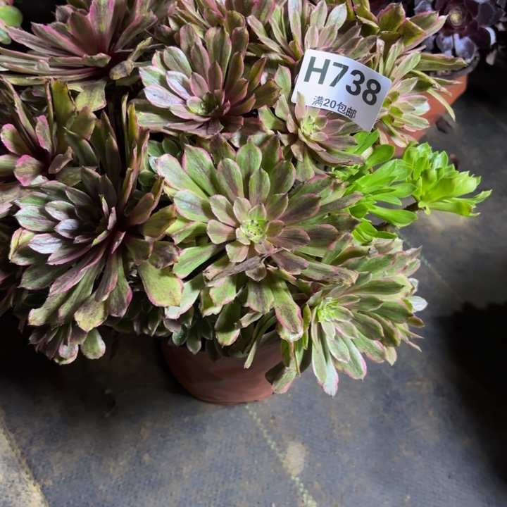 瑞妈，，。。。？738粉黛，