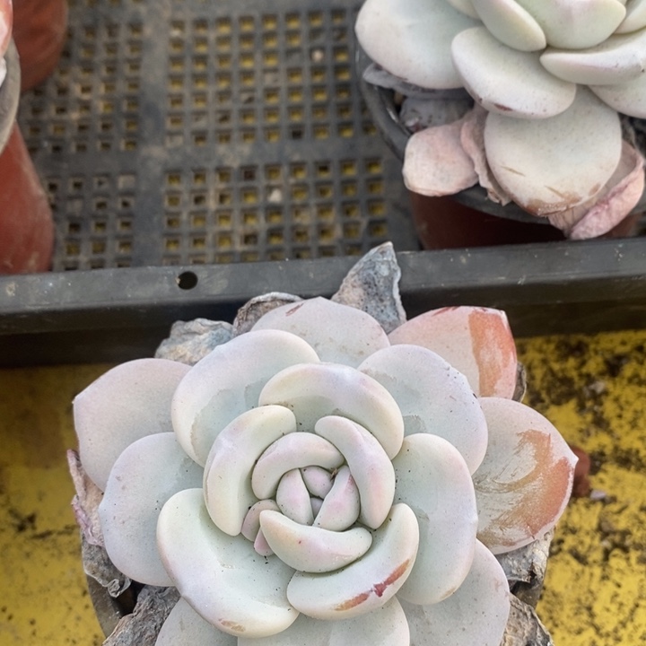 今***天无花朵随单1255号一颗雪莲