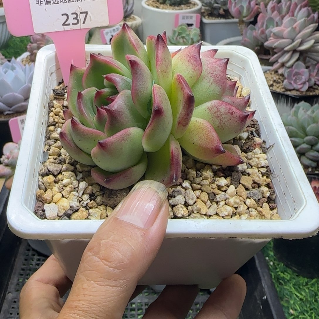 锦安精品多肉植物237