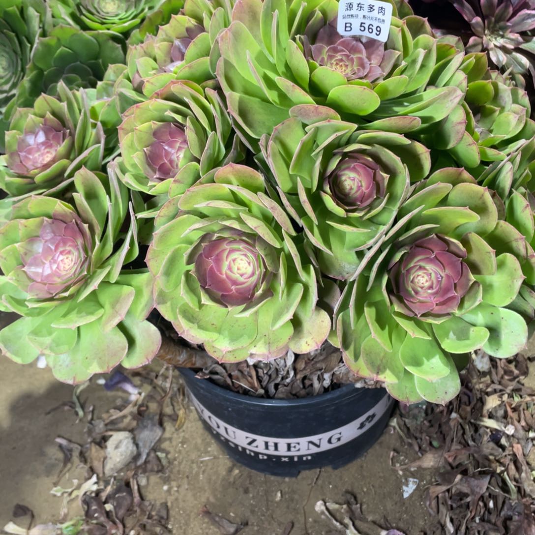 569红心多肉法师断枝不包