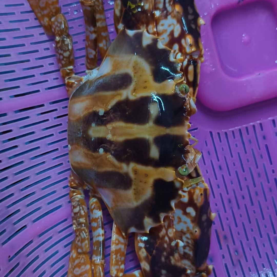 现秤现改价格，特大红花蟹一斤318元，一只一斤以上，现秤为主蟹同城配送海鲜