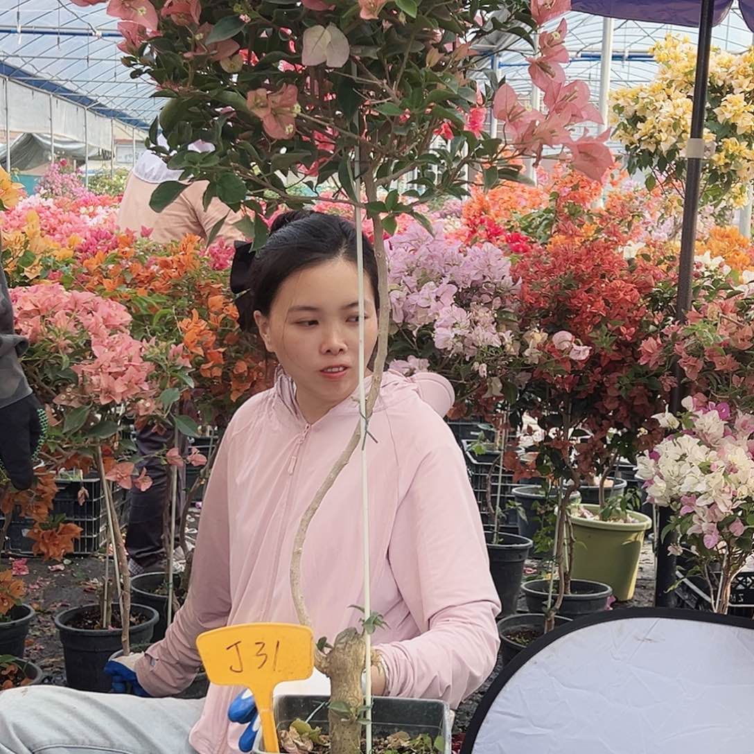 三***牛大部分花苞少量开放J31卡亚塔