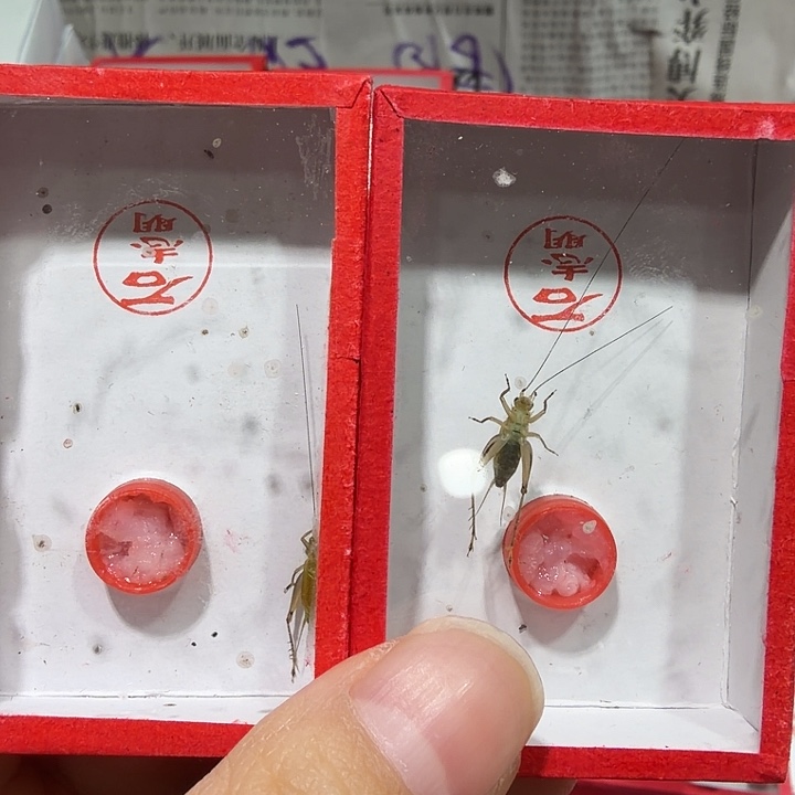 蟋蟀石老师冬蛉两条包邮