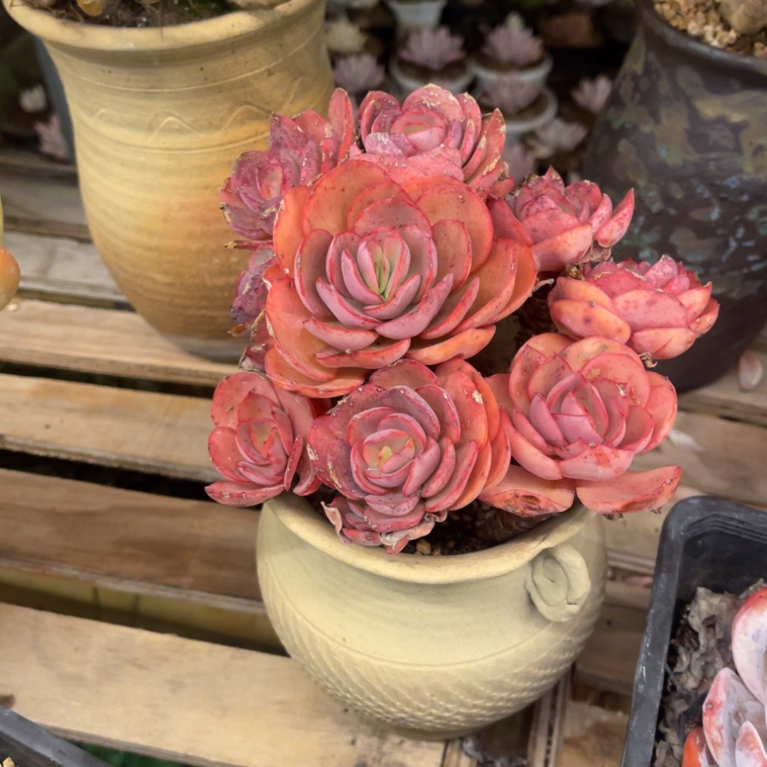 玉***树68868686688686688686