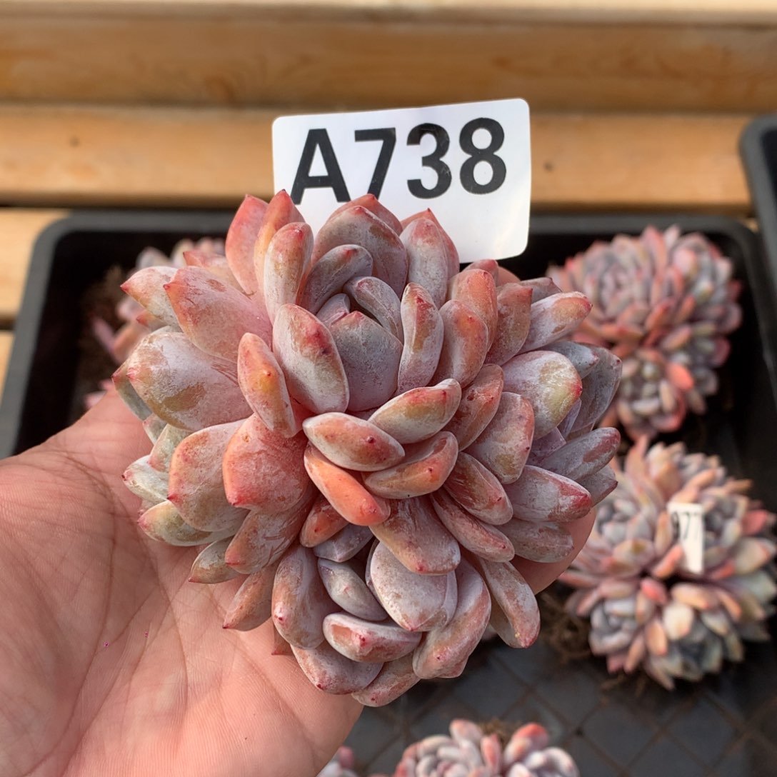 A738 4头橙梦露 自然群老桩