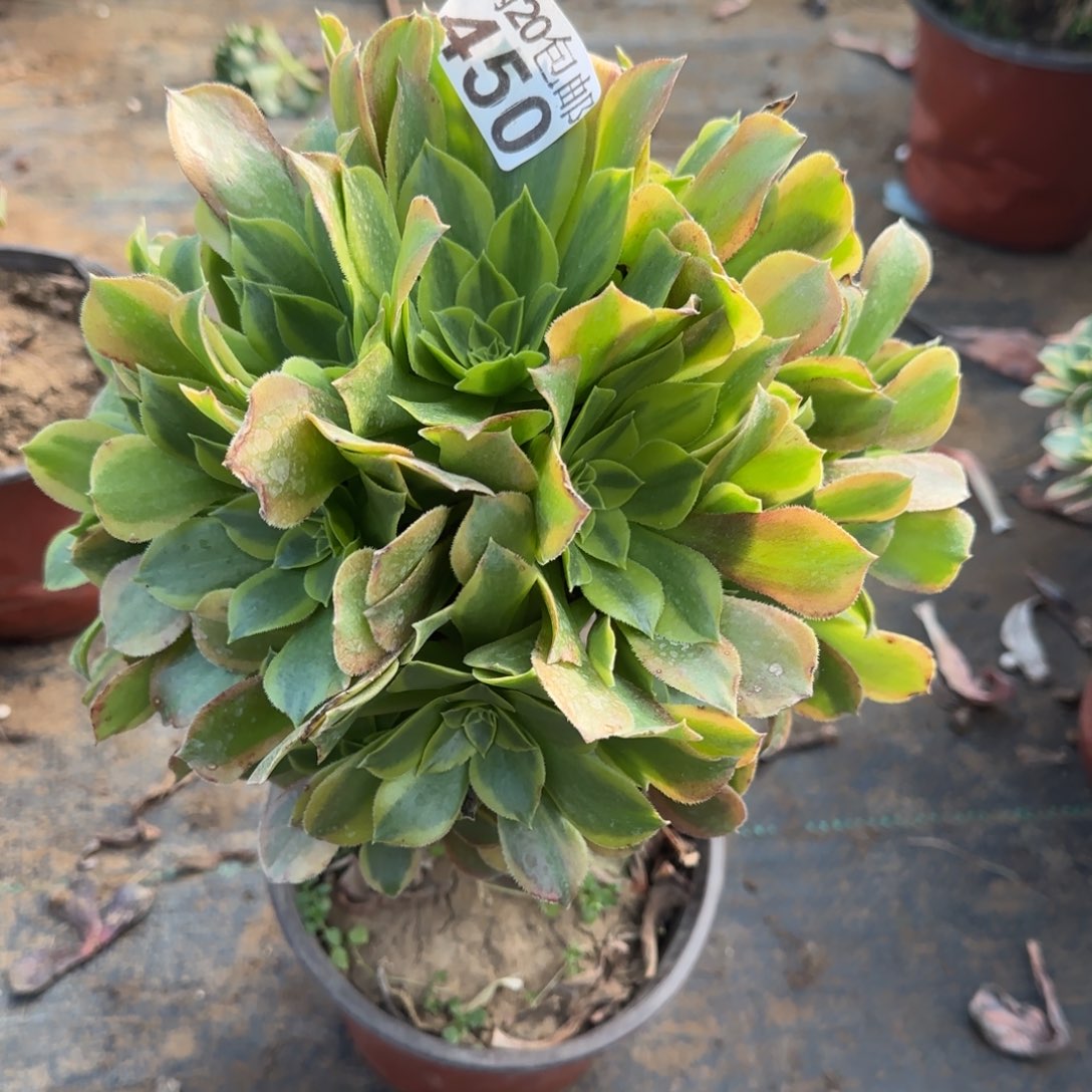 青檬450满20包邮断枝不包