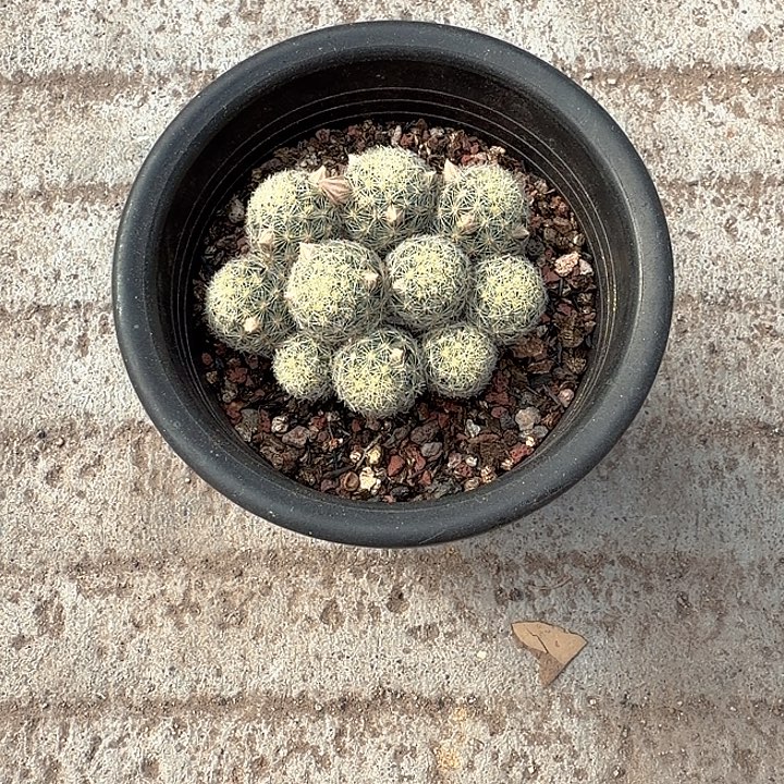 变***龙变色龙吉赛尔一物一拍