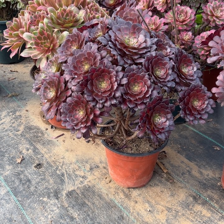 90红铜壶中多肉多肉