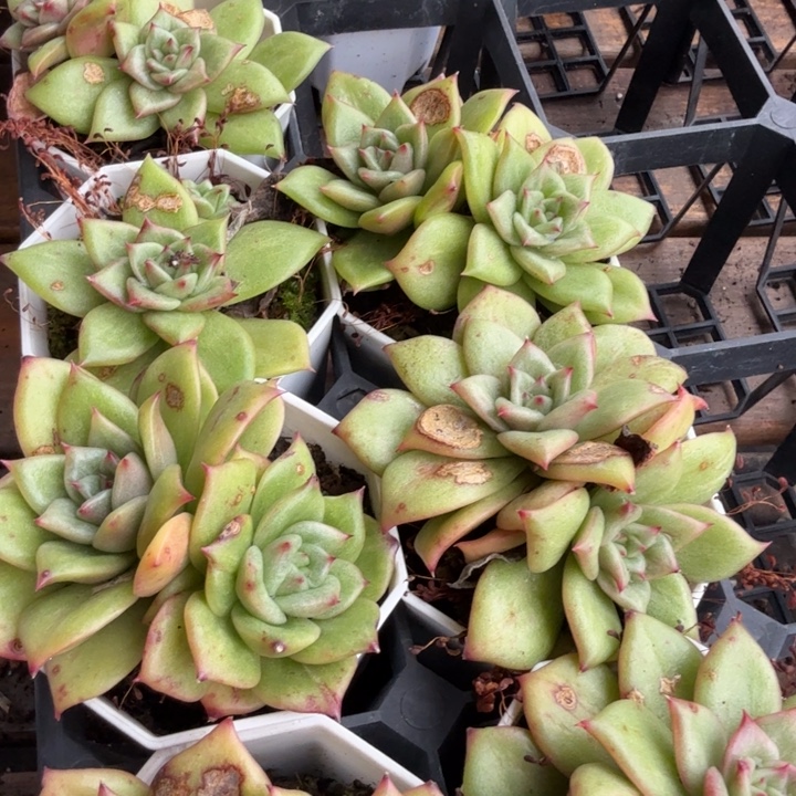 玛丽亚发两盆。                   