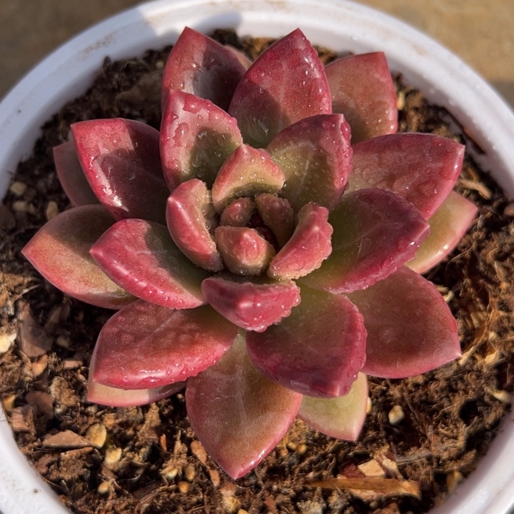 迷雾泡泡 夏鸣园艺