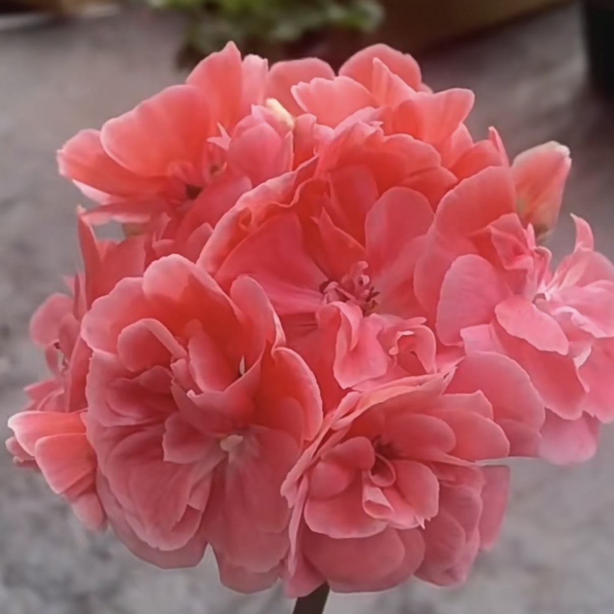 天竺葵【汉娜】花卉盆栽室内外阳台观花植物（不拍保温 不包冻损）