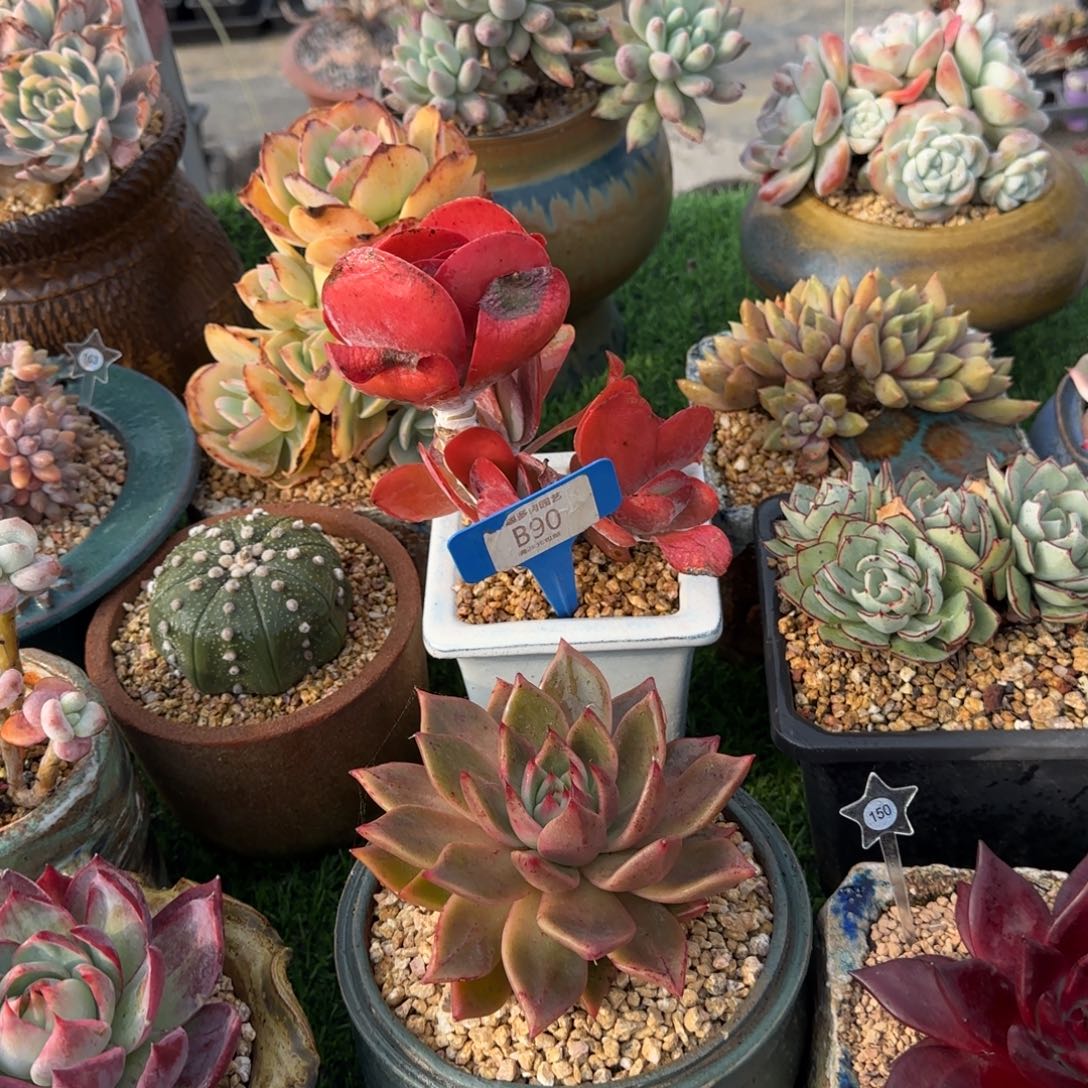 人***儿多肉植物唐寅，群生老庄无