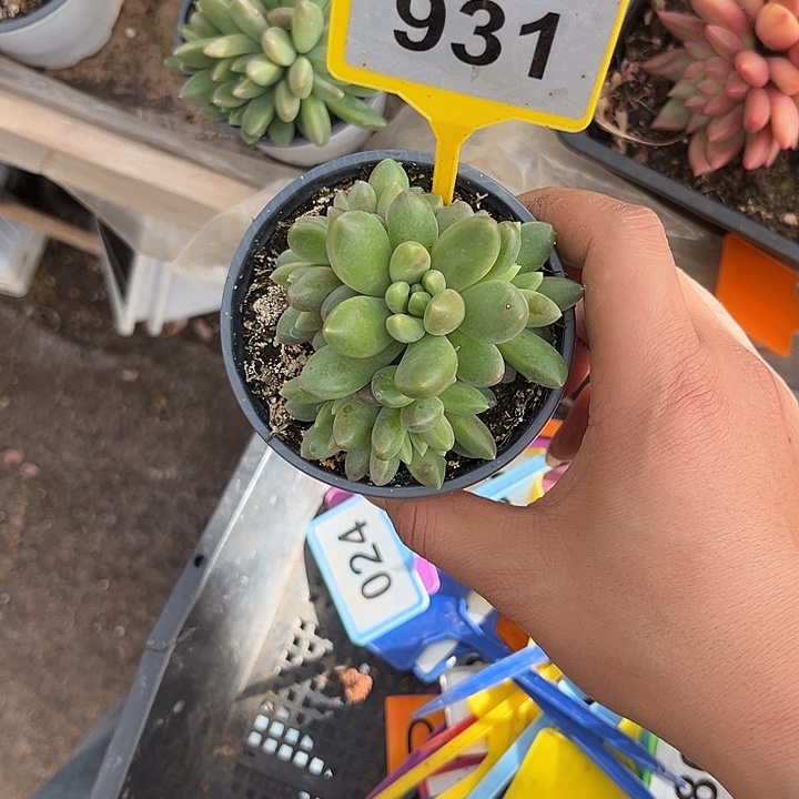 多肉植物橙色奇迹931