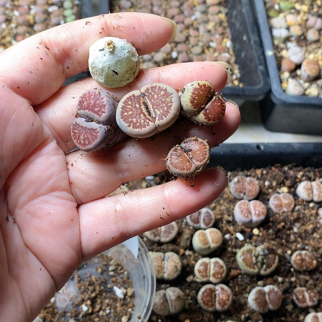 蔫****】H151多肉植物保护研究所