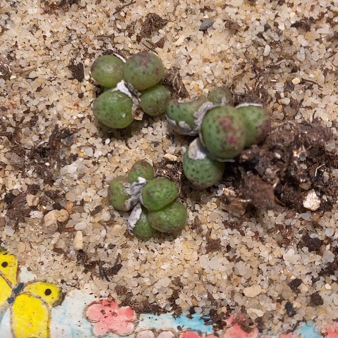 草莓斑马一群。     