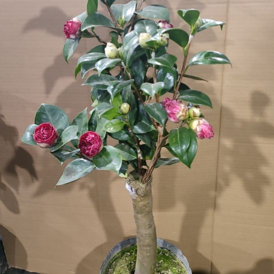986百瑞奇，花佛鼎，原盆原土发货