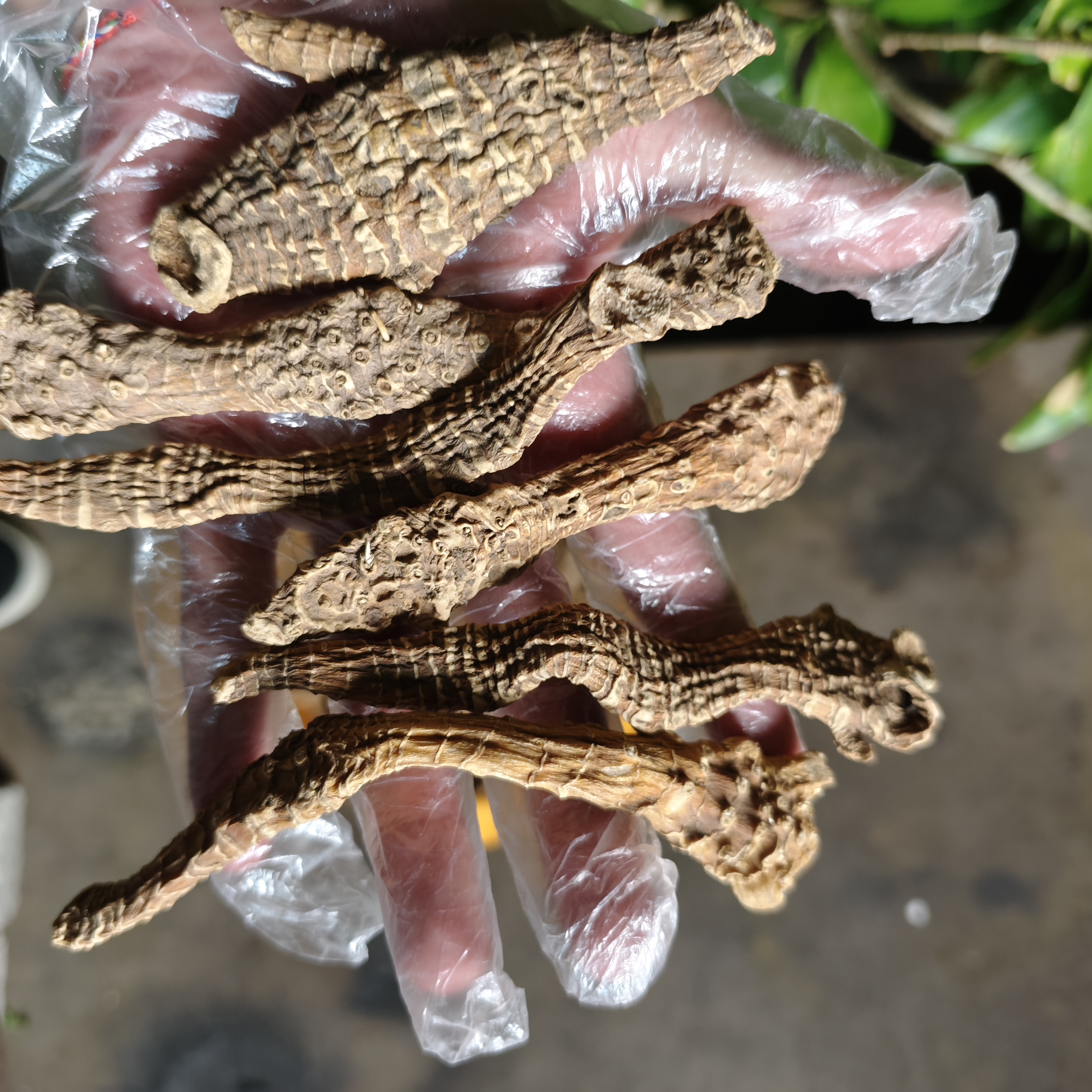 1【阿-勃-参】净含量250g-1500g【阿虎现收】粮