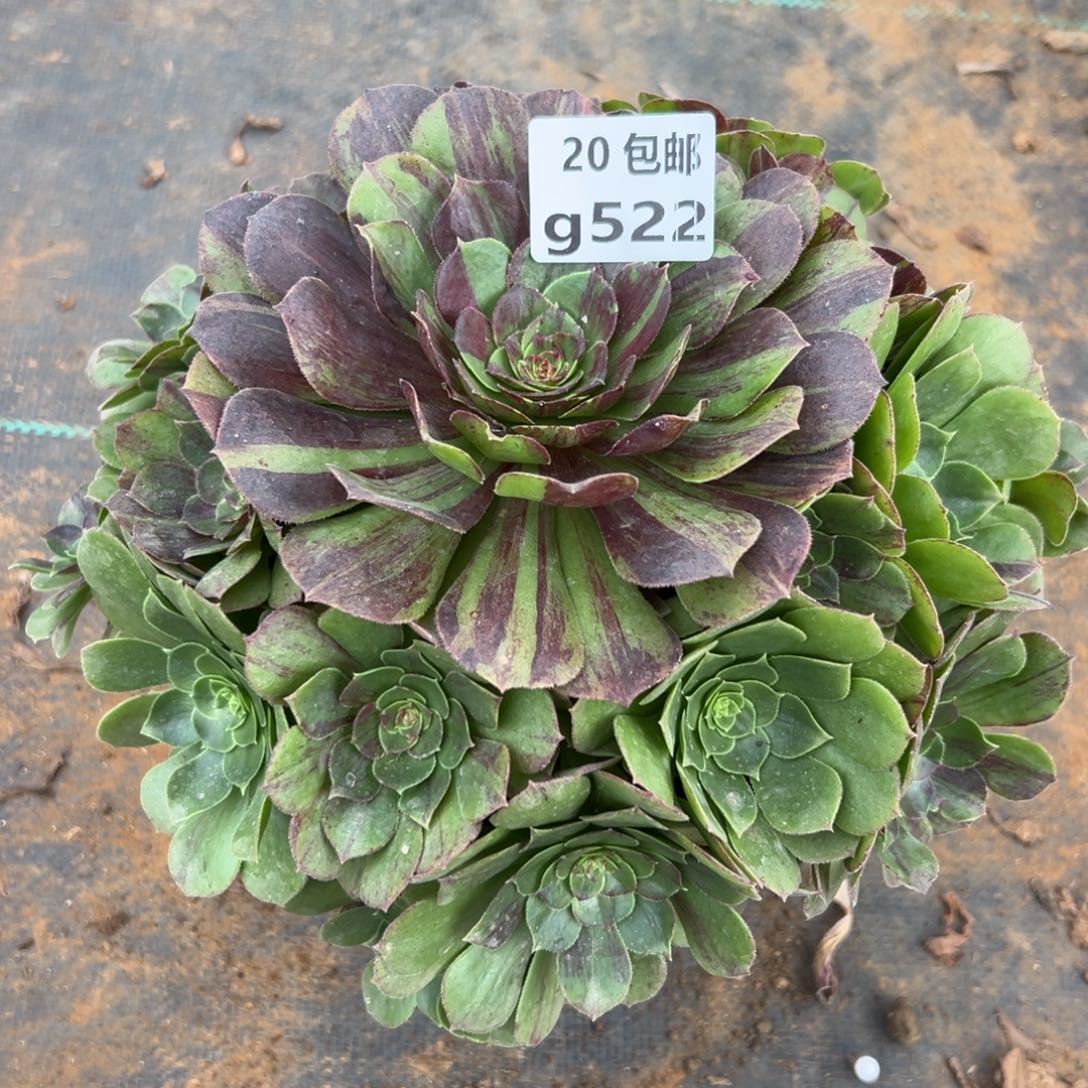 522花月夜，满20包邮嘟叮熊