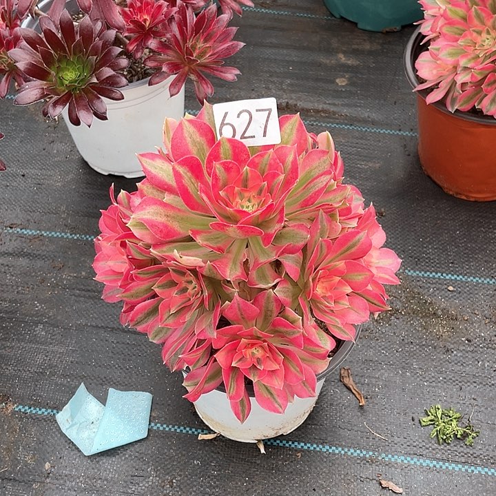 粉女巫627法师多肉