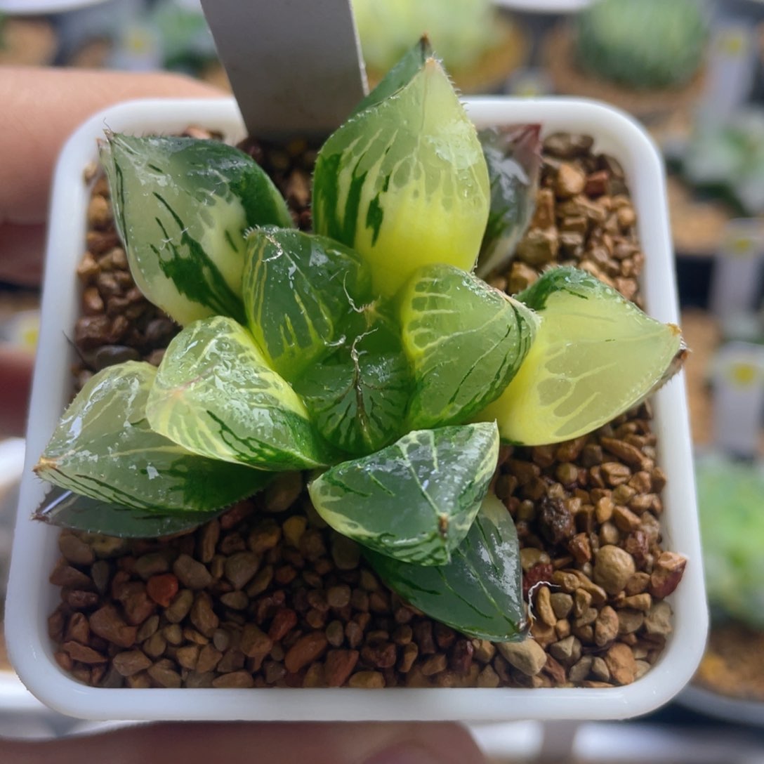 12.十二卷多肉三仙寿锦。      