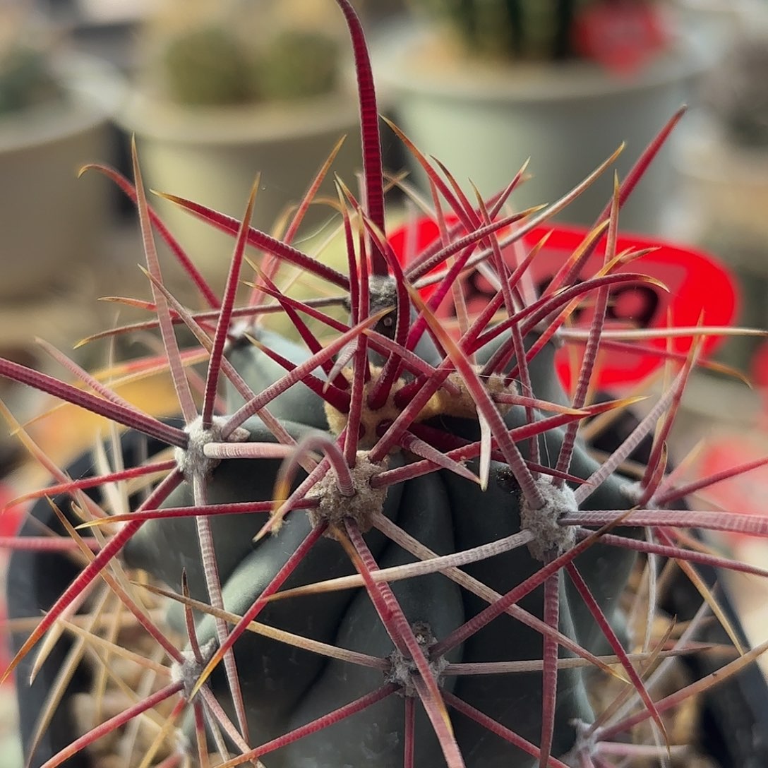 仙人球实生刈穗玉