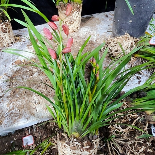 无花朵虎头兰雪里红