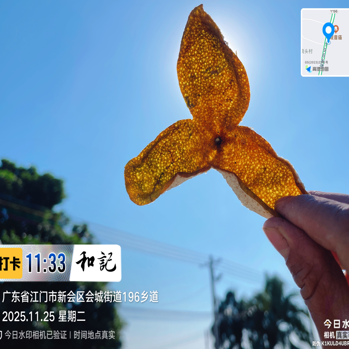 2025年新会核心产区老树圈枝二红皮产自销陈皮正宗，皮溥纯香