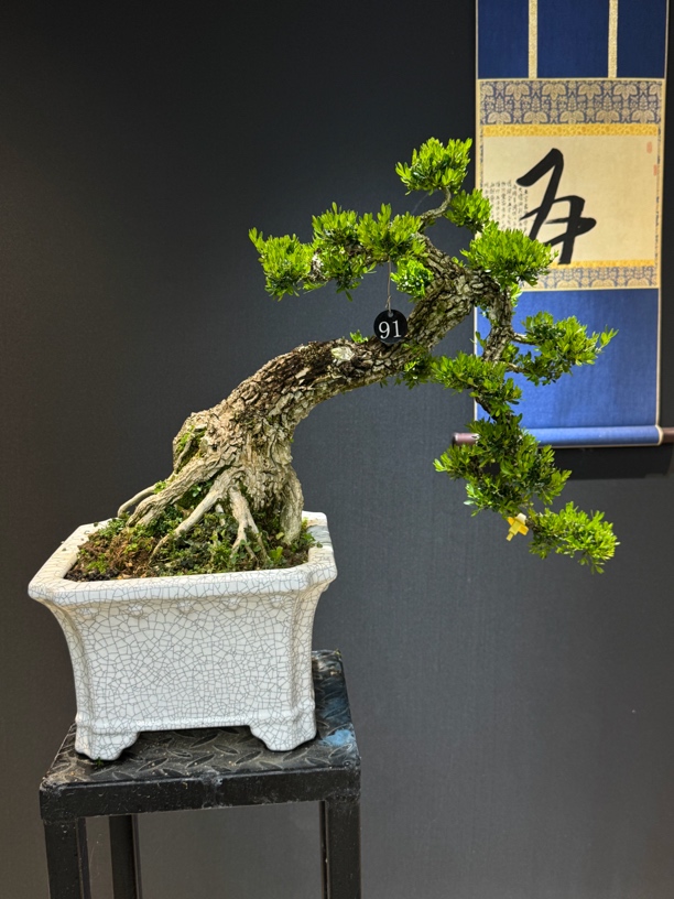 广东造型黄杨树老桩盆景雀舌小叶四季常青室内外盆景树老桩