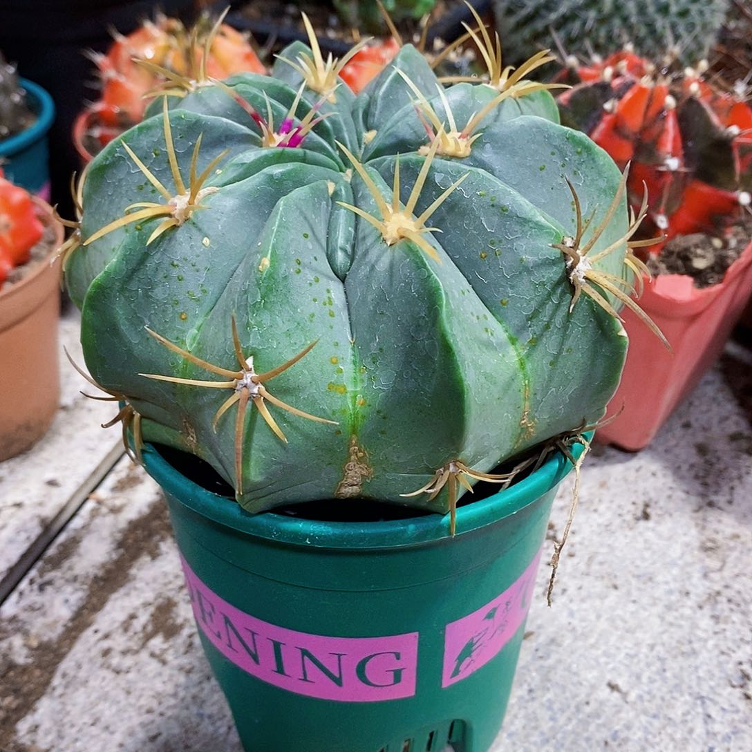 刺成11111111111个