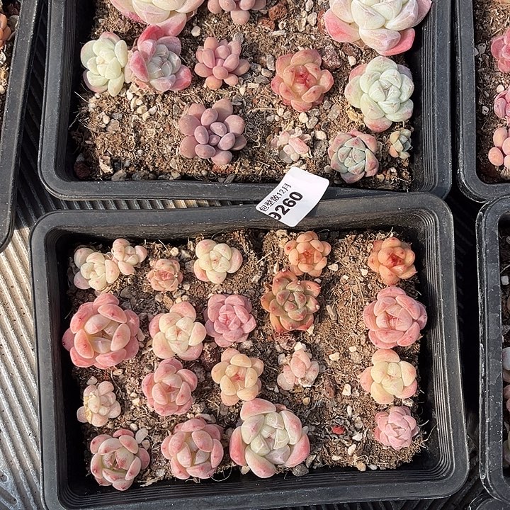 阿雅园艺。     9260