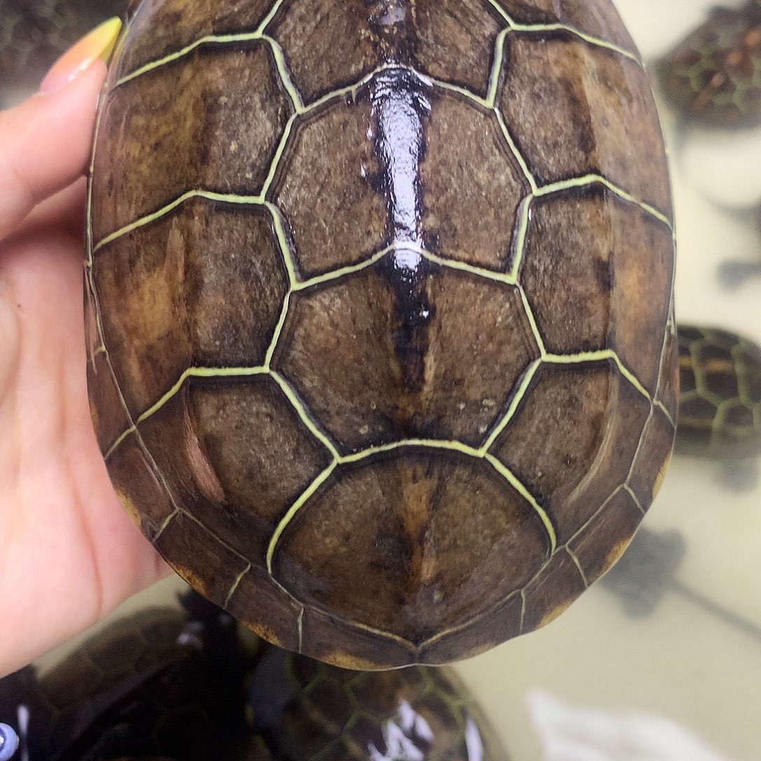 绿毛龟母中华草龟不分公母