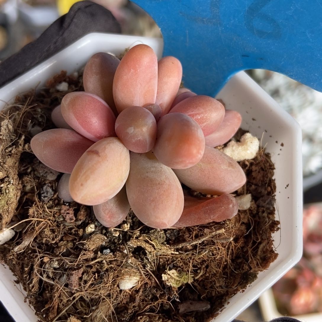 856红手指多肉植物保护