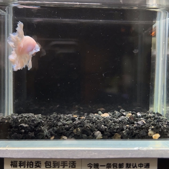 斗鱼跑單拉黑25日61