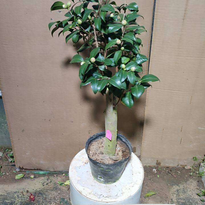 491帕克雷欧，原盆原土发货，不包邮