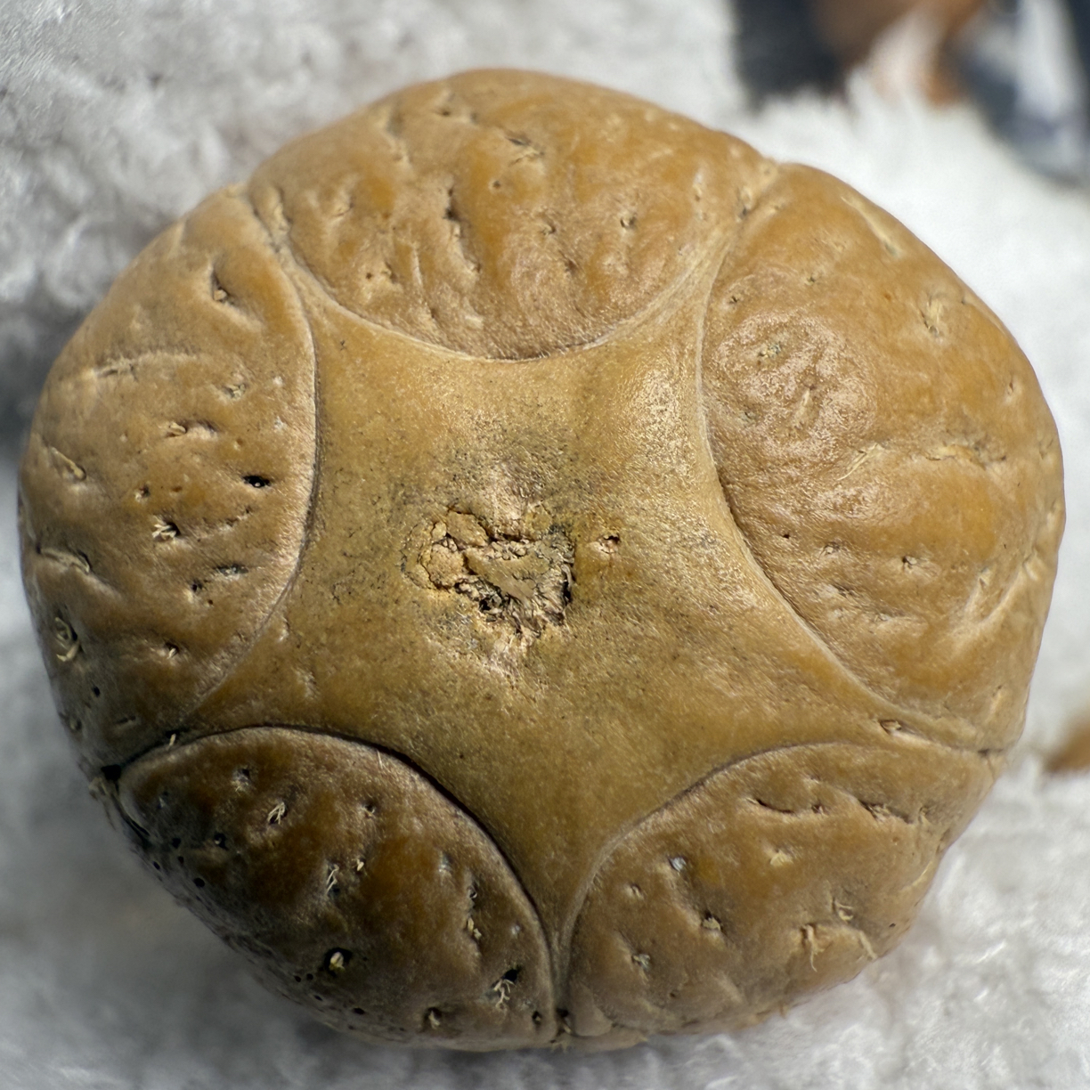 【禪舍】尼泊尔凤眼菩提五星顶头尺寸21.7×15.8