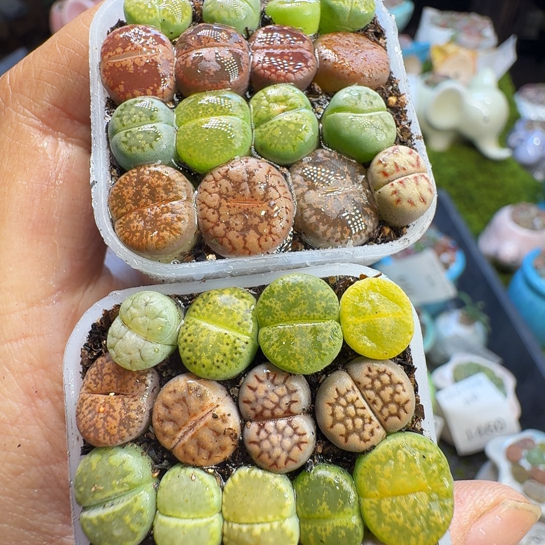 多肉植物福利冲646