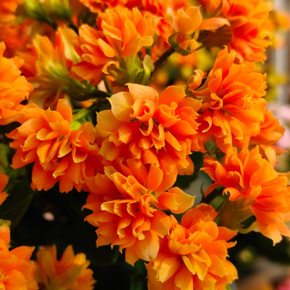 【琉球金菊】重瓣稀有大花长寿花