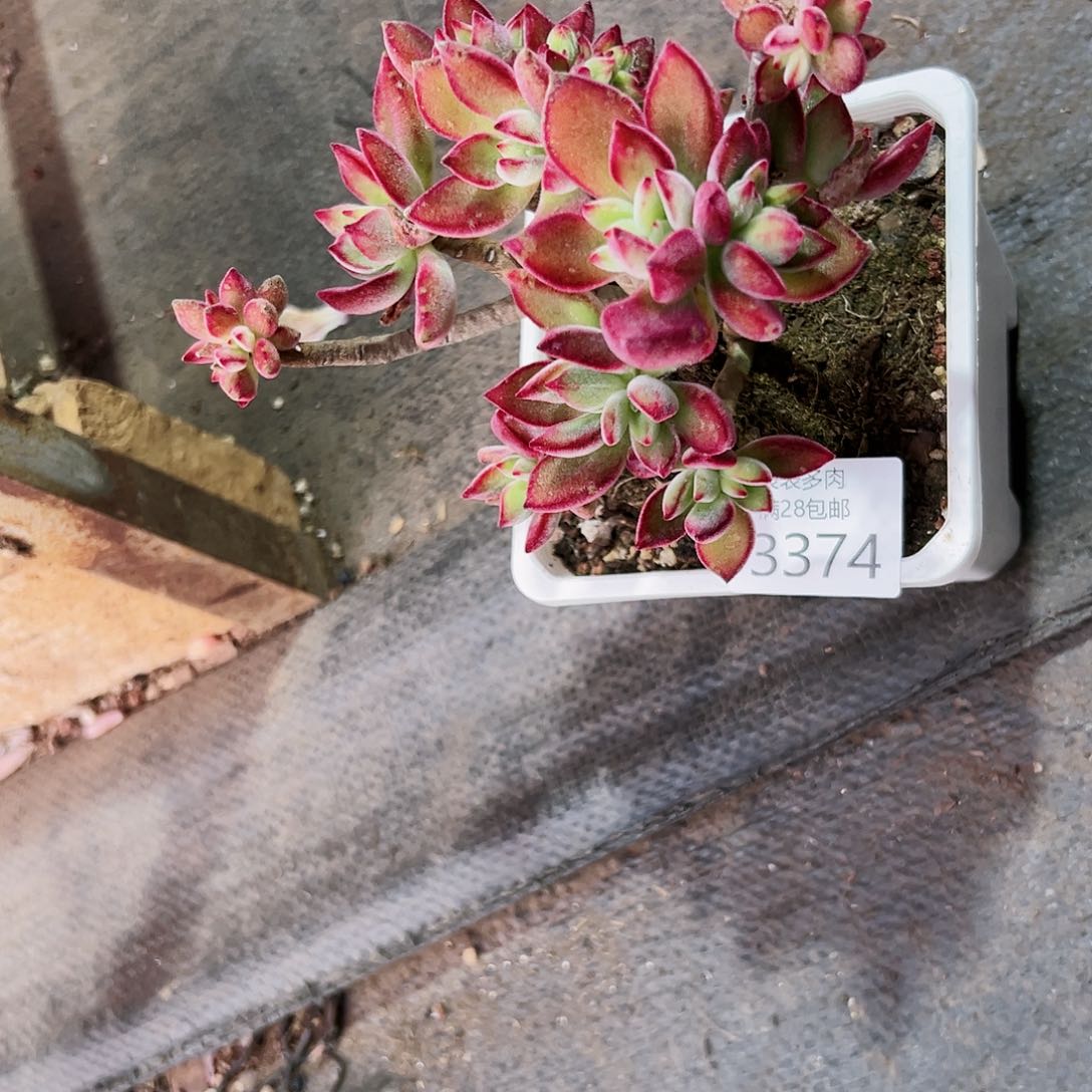 9号我们的确是一3374