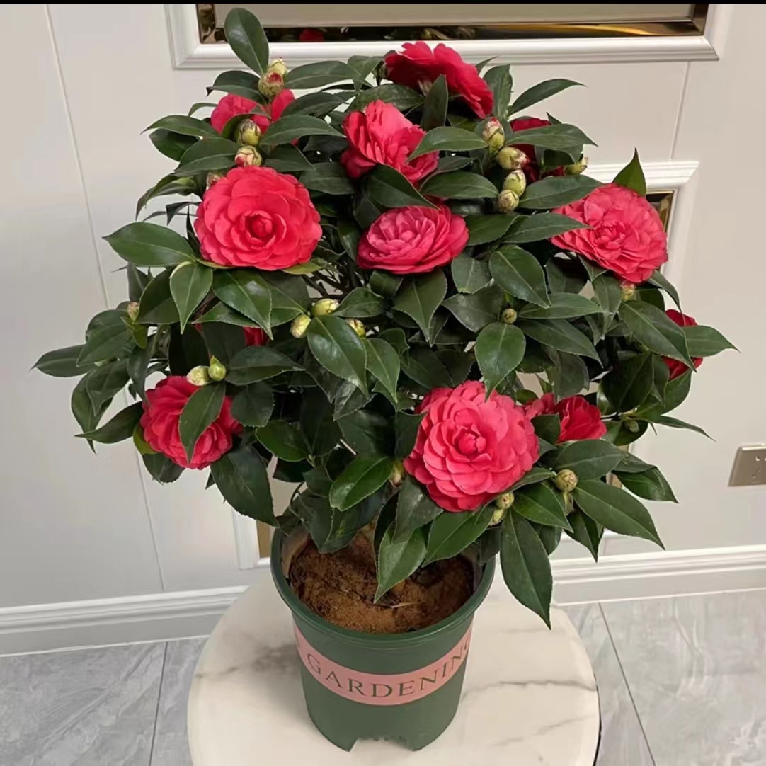 精品6年红色山茶花盆栽花卉植物室内花庭院阳台好养绿植基地直销