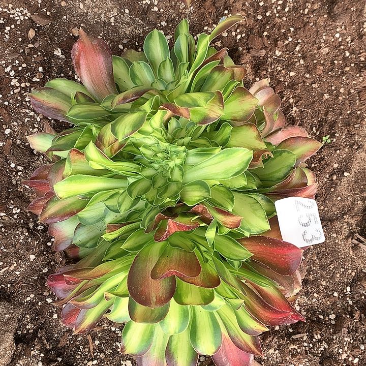 多肉法师法师多肉253