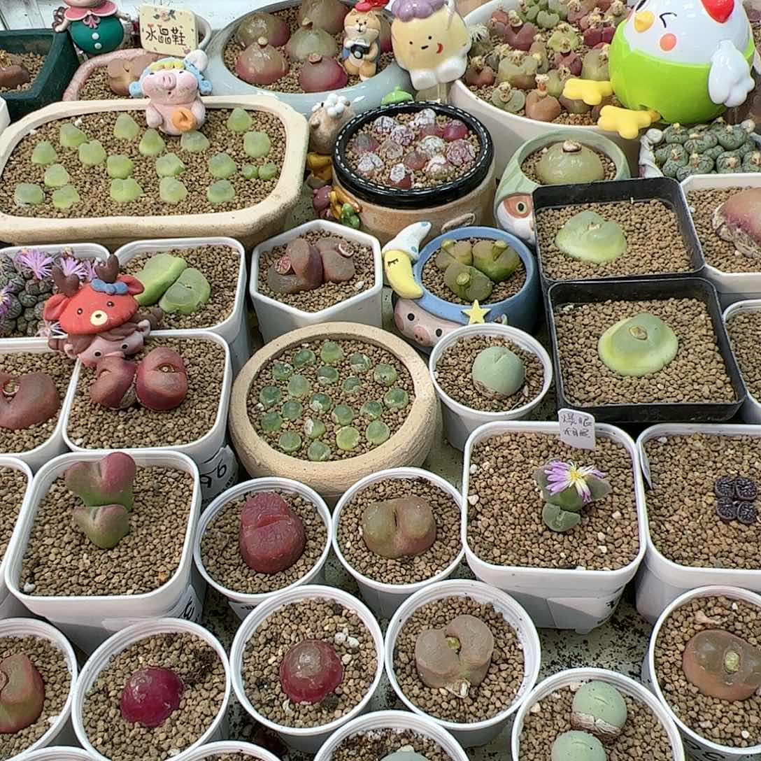 【闪购商品】是***～142 双12福利限量