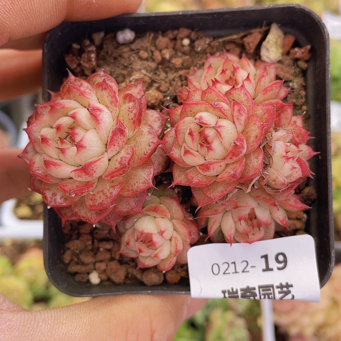 0000000000000019量拍