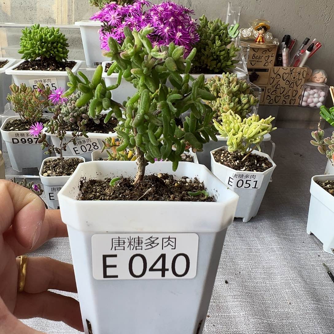 彩虹卷锦040。            