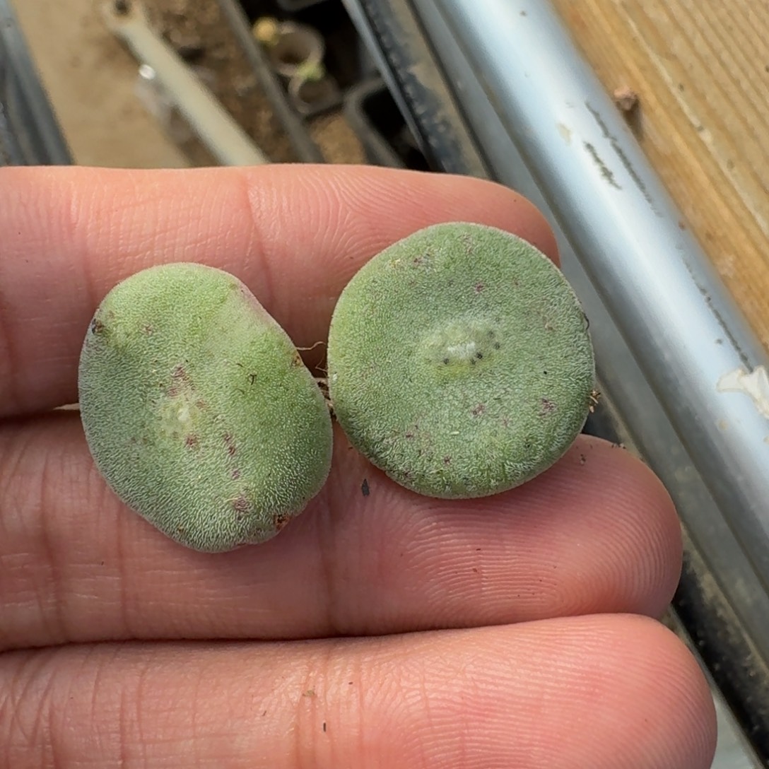 蓝***子云缦精品番杏3.1毛饼